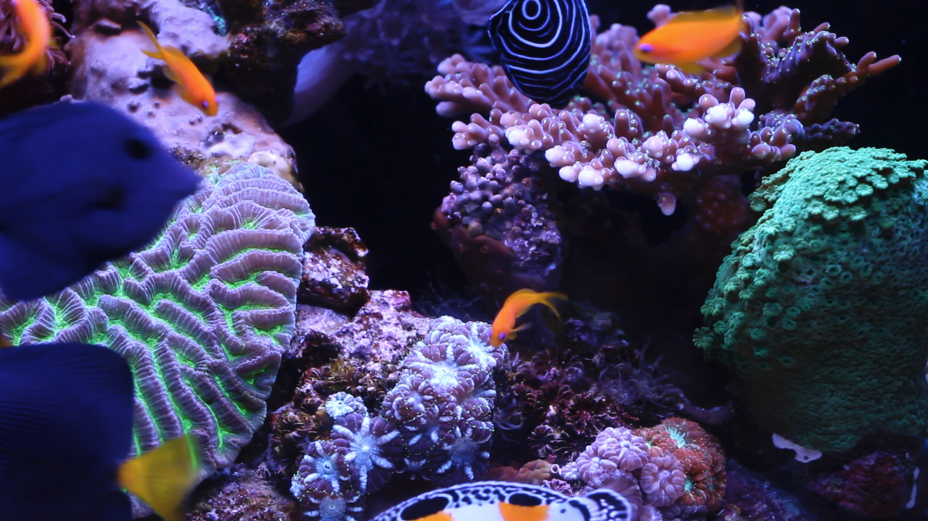 Healthy Reef