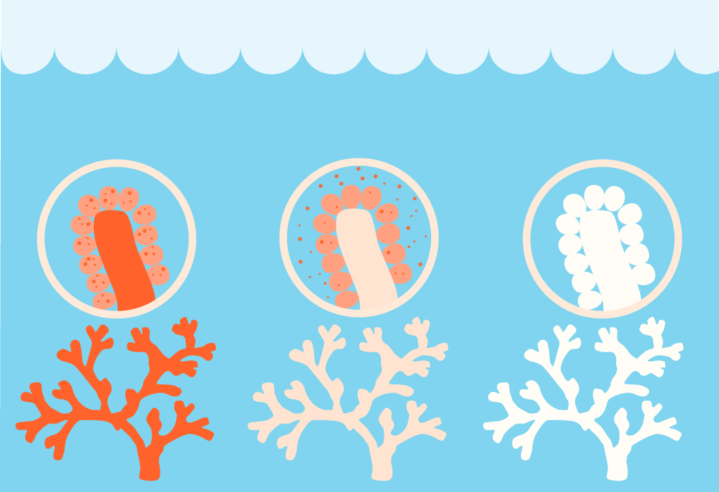 coral bleaching