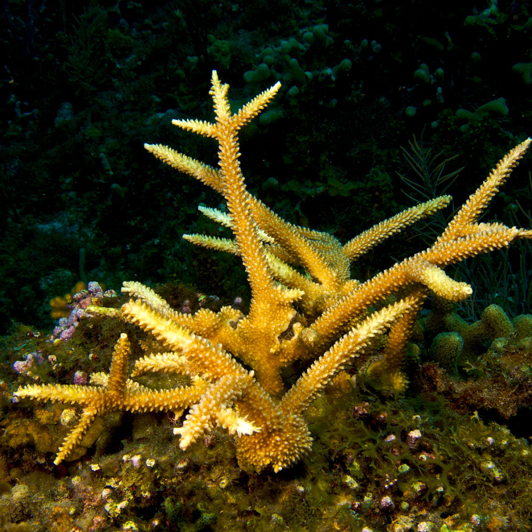 coral pic