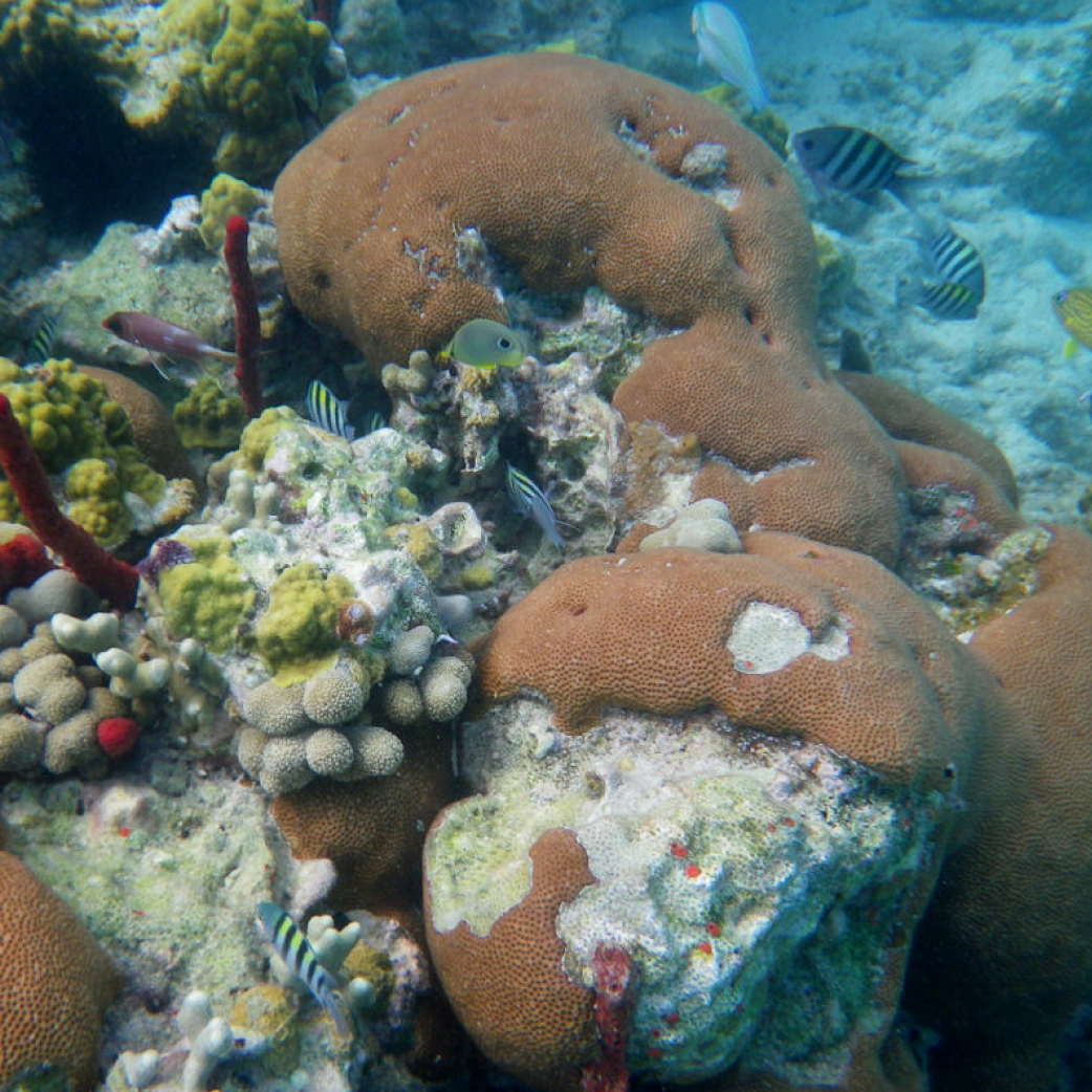 coral pic