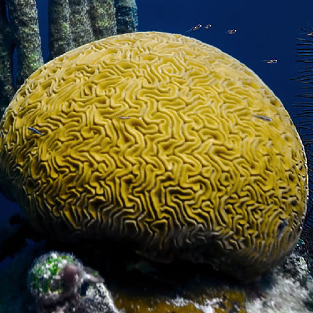 coral pic