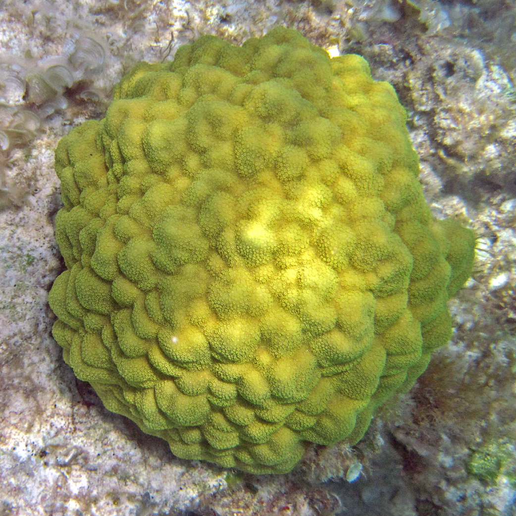 coral pic