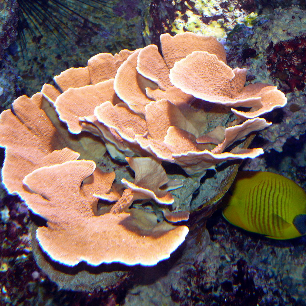 coral pic