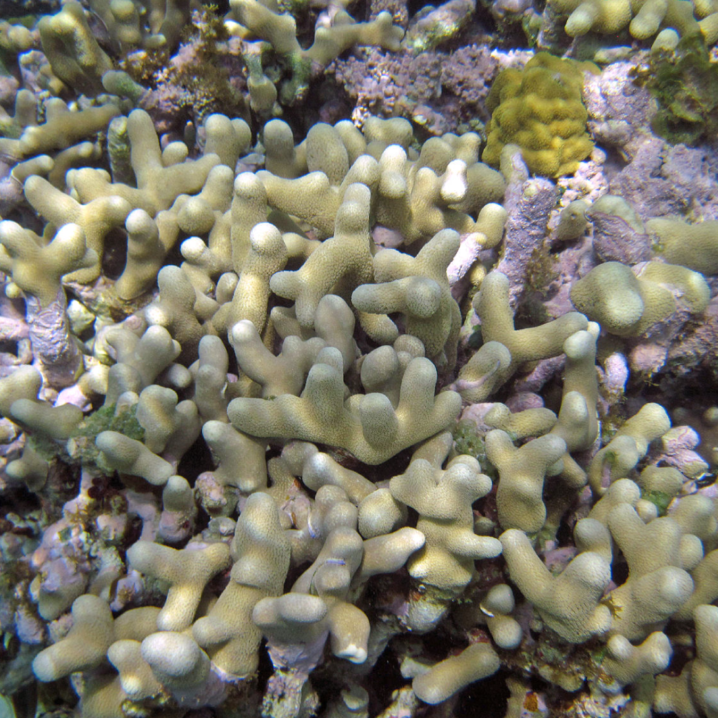 coral pic